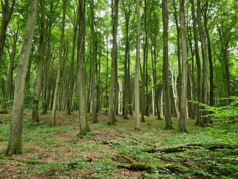 9 Kilometer durch den wunderschönen Buchenwald des Nationalparks Jasmund