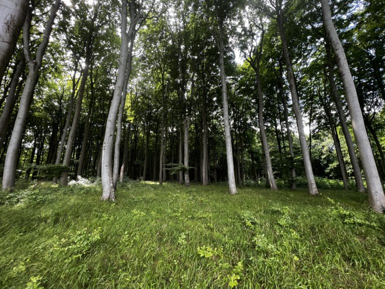 9 Kilometer durch den wunderschönen Buchenwald des Nationalparks Jasmund